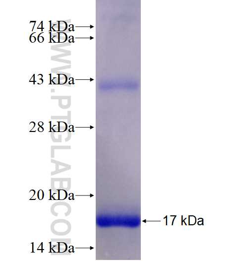 NOX1 fusion protein Ag28013 SDS-PAGE