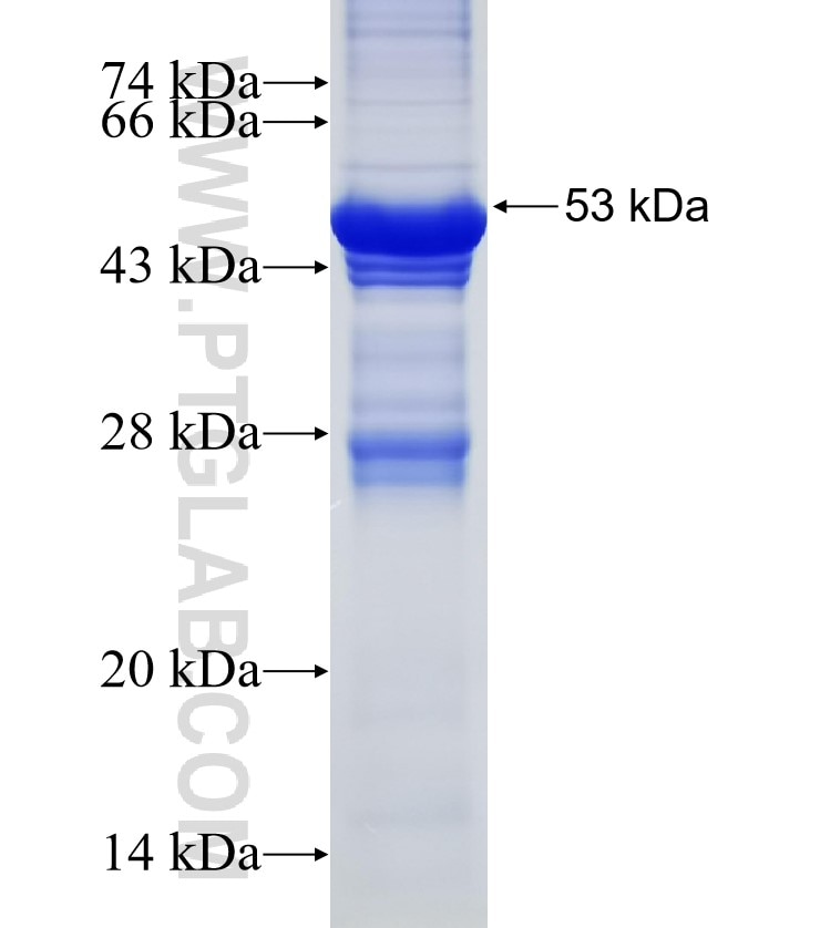 NOX1 fusion protein Ag12187 SDS-PAGE