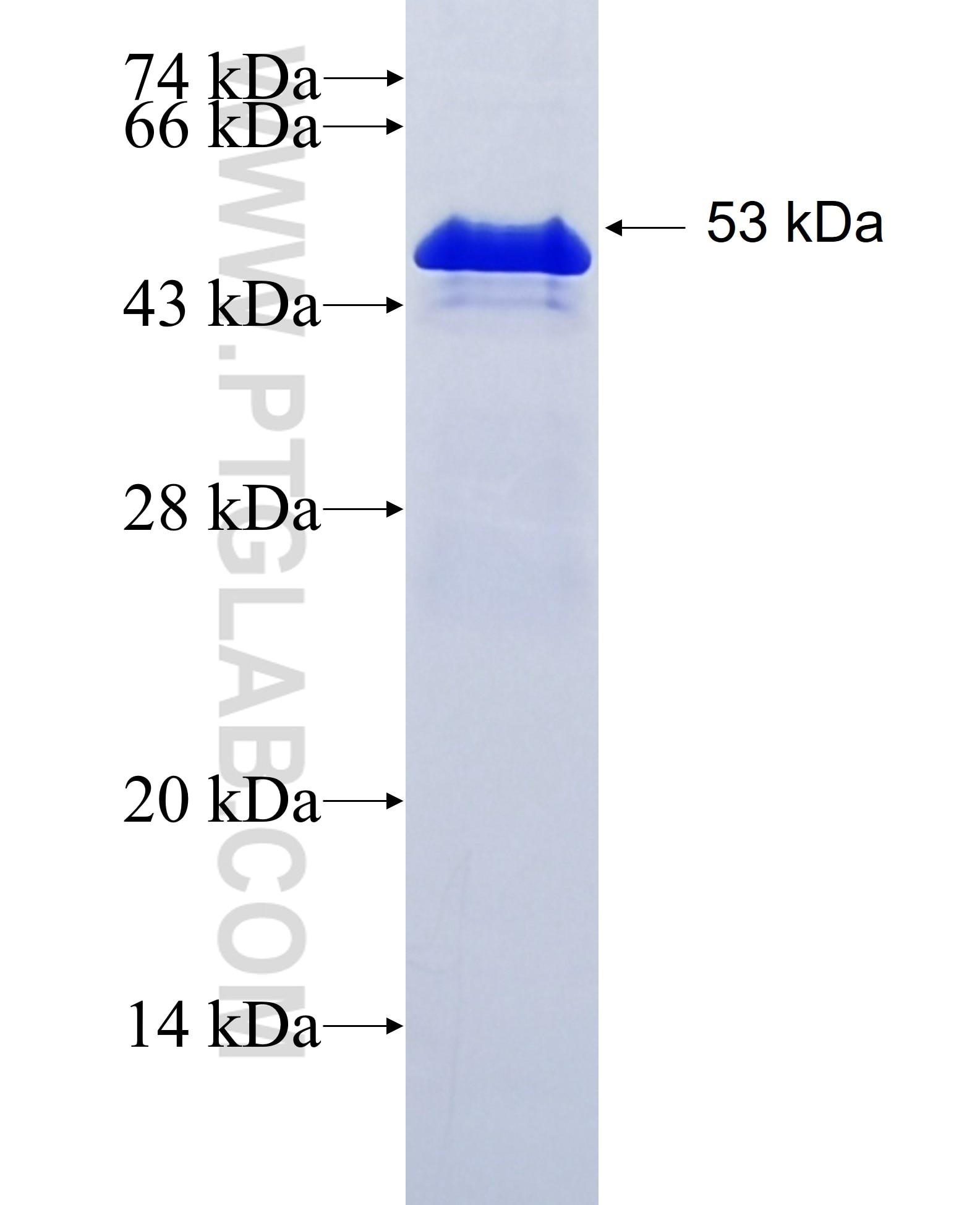 NOX1 fusion protein Ag12187 SDS-PAGE