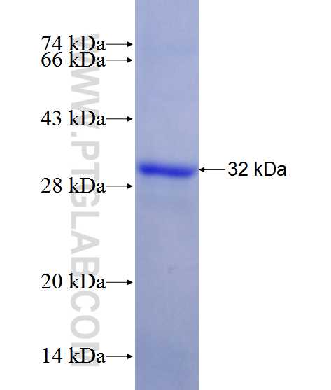 NOX1 fusion protein Ag12410 SDS-PAGE