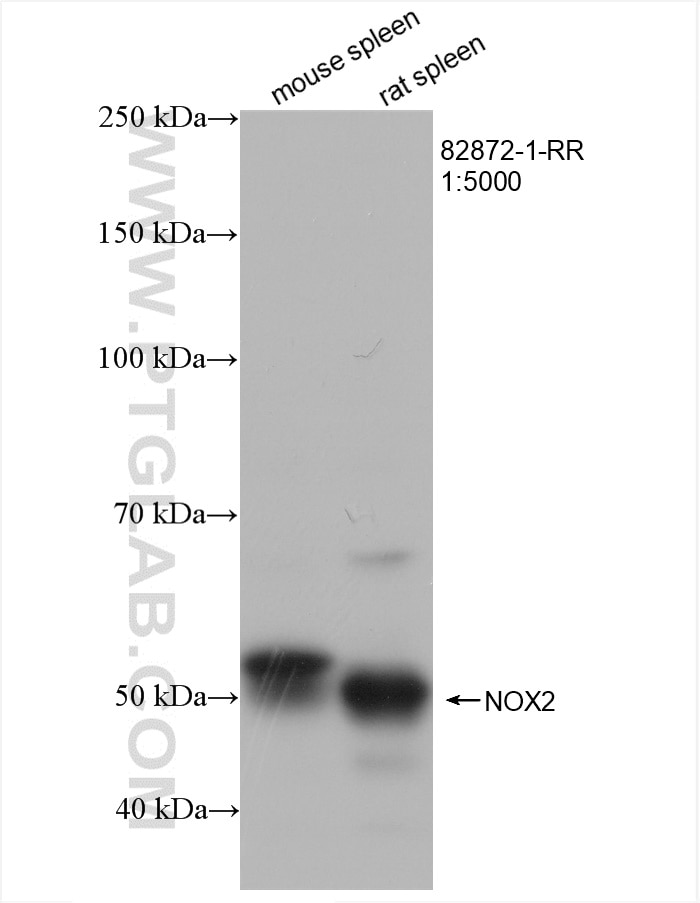 Western Blot (WB) analysis of various lysates using NOX2 Recombinant antibody (82872-1-RR)