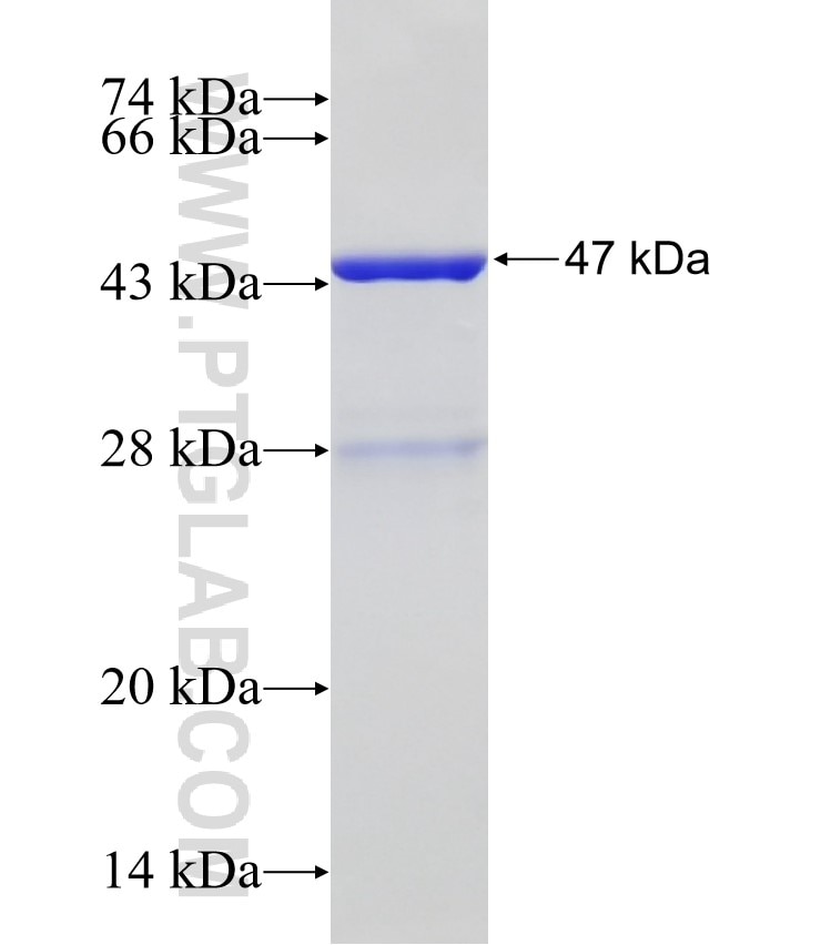 NOX3 fusion protein Ag32601 SDS-PAGE