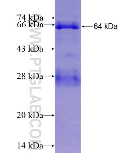NOX4 fusion protein Ag5687 SDS-PAGE