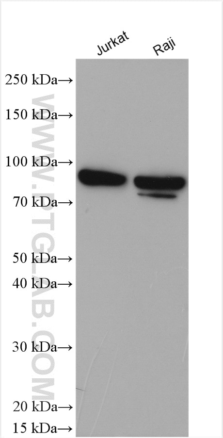 Western Blot (WB) analysis of various lysates using NOX5 Polyclonal antibody (25350-1-AP)