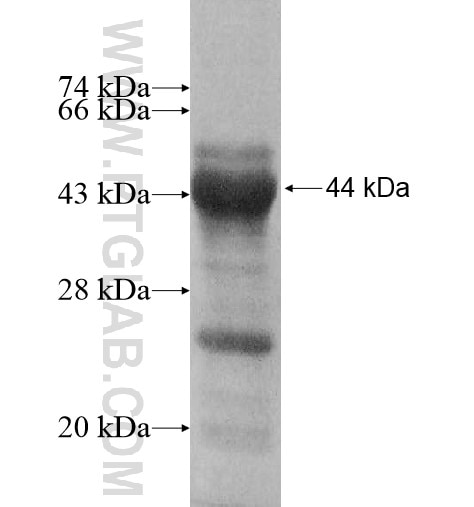 NOXA1 fusion protein Ag13411 SDS-PAGE