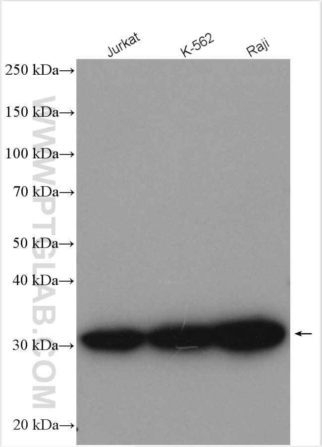 Western Blot (WB) analysis of various lysates using Nucleoside phosphorylase Polyclonal antibody (18009-1-AP)