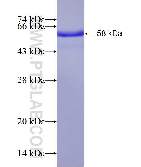 NP fusion protein Ag12507 SDS-PAGE