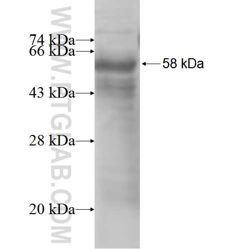 NPAS1 fusion protein Ag4620 SDS-PAGE