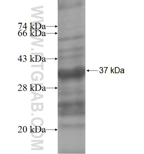 NPAS1 fusion protein Ag5298 SDS-PAGE