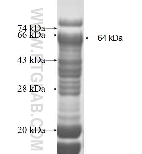 NPAS2 fusion protein Ag10027 SDS-PAGE