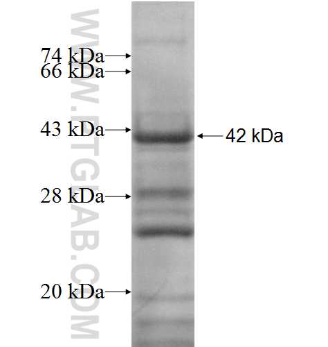 NPAS2 fusion protein Ag10048 SDS-PAGE