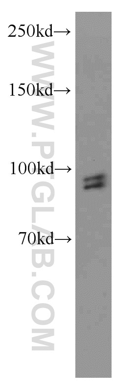 Western Blot (WB) analysis of human brain tissue using NPAS3 Polyclonal antibody (55472-1-AP)