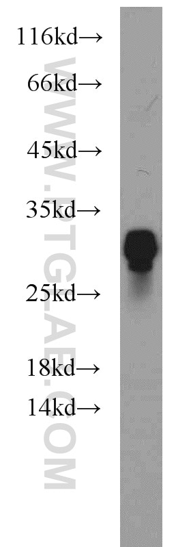 Western Blot (WB) analysis of mouse brain tissue using NPAS3 Polyclonal antibody (55472-1-AP)