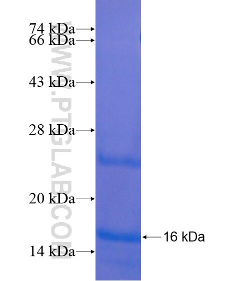 NPB fusion protein Ag21877 SDS-PAGE