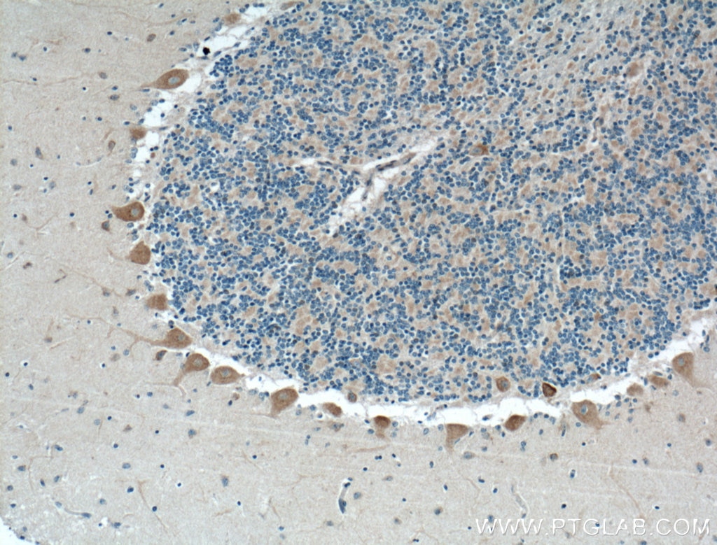 Immunohistochemistry (IHC) staining of human cerebellum tissue using NPBWR1 Polyclonal antibody (24625-1-AP)