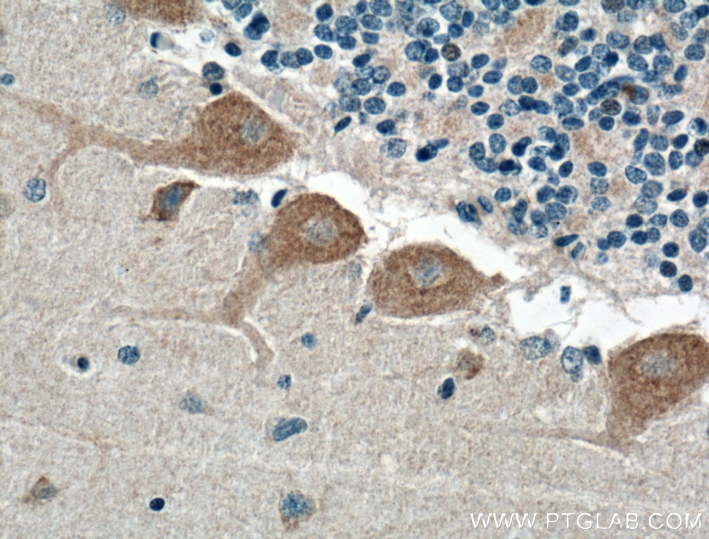 Immunohistochemistry (IHC) staining of human cerebellum tissue using NPBWR1 Polyclonal antibody (24625-1-AP)