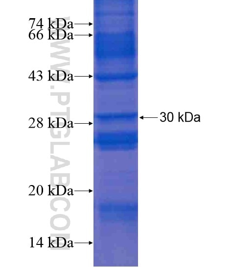 NPBWR2 fusion protein Ag20874 SDS-PAGE