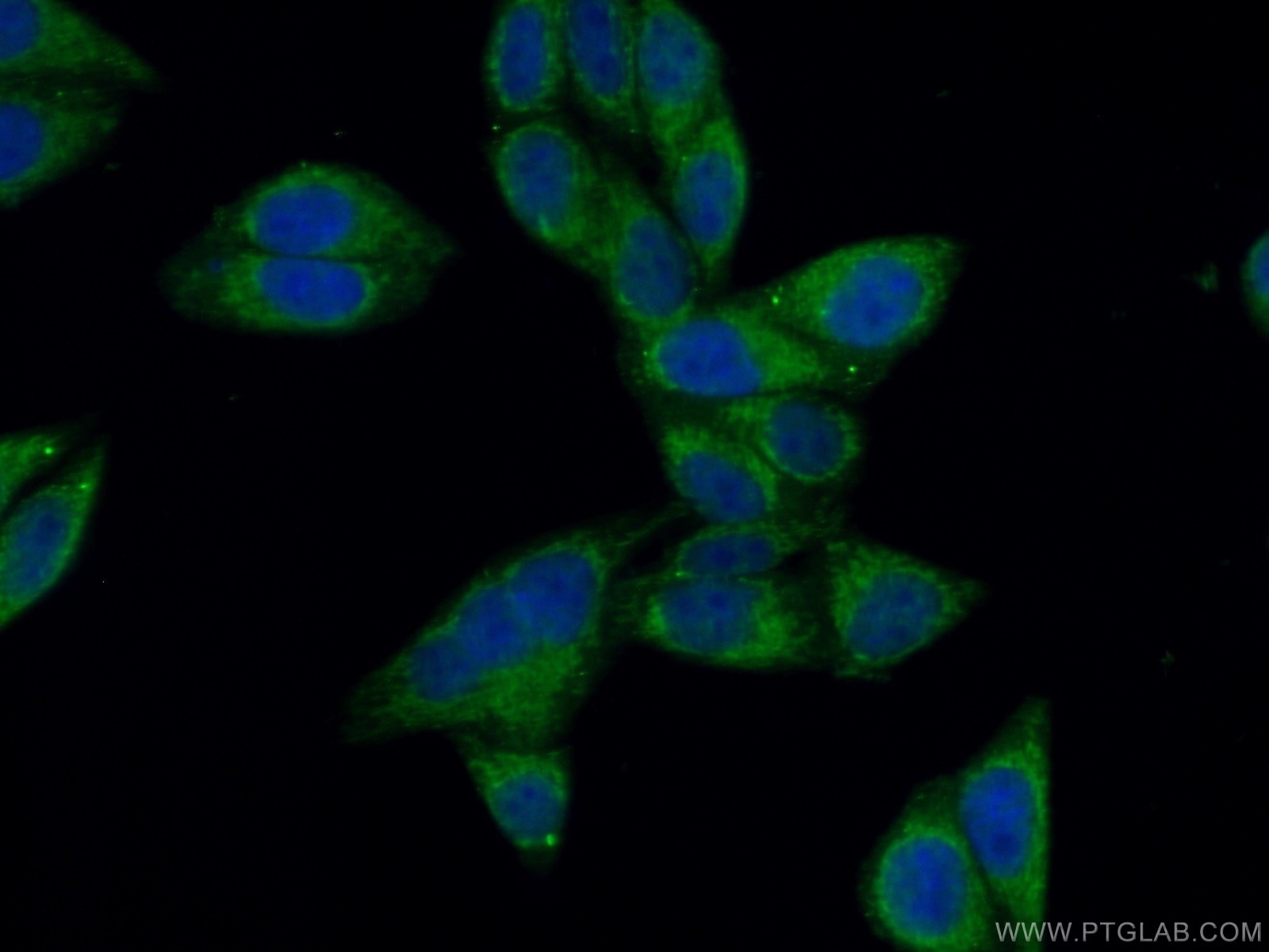 IF Staining of HepG2 using 13926-1-AP