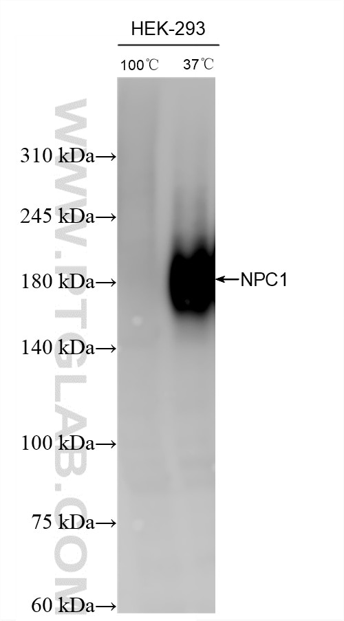 Western Blot (WB) analysis of various lysates using NPC1 Recombinant monoclonal antibody (86233-5-RR)