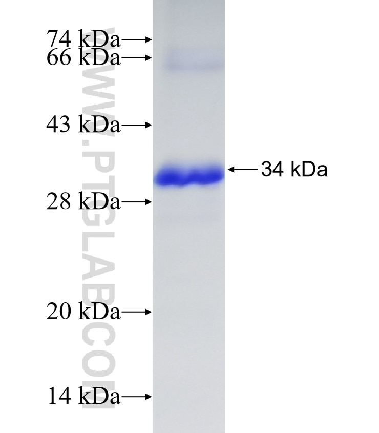NPC1 fusion protein Ag5323 SDS-PAGE