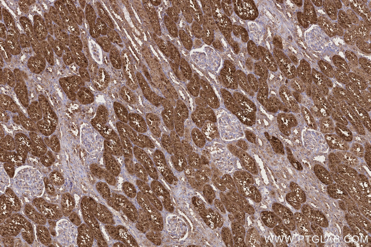 IHC staining of human kidney using 86293-1-RR Immunohistochemistry (IHC) staining of human kidney tissue using NPC2 Recombinant monoclonal antibody (86293-1-RR)