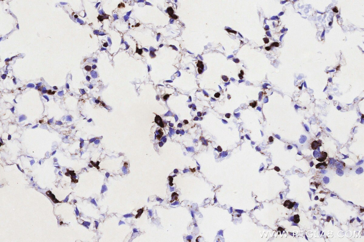 IHC staining of mouse lung using 86293-1-RR Immunohistochemistry (IHC) staining of mouse lung tissue using NPC2 Recombinant monoclonal antibody (86293-1-RR)