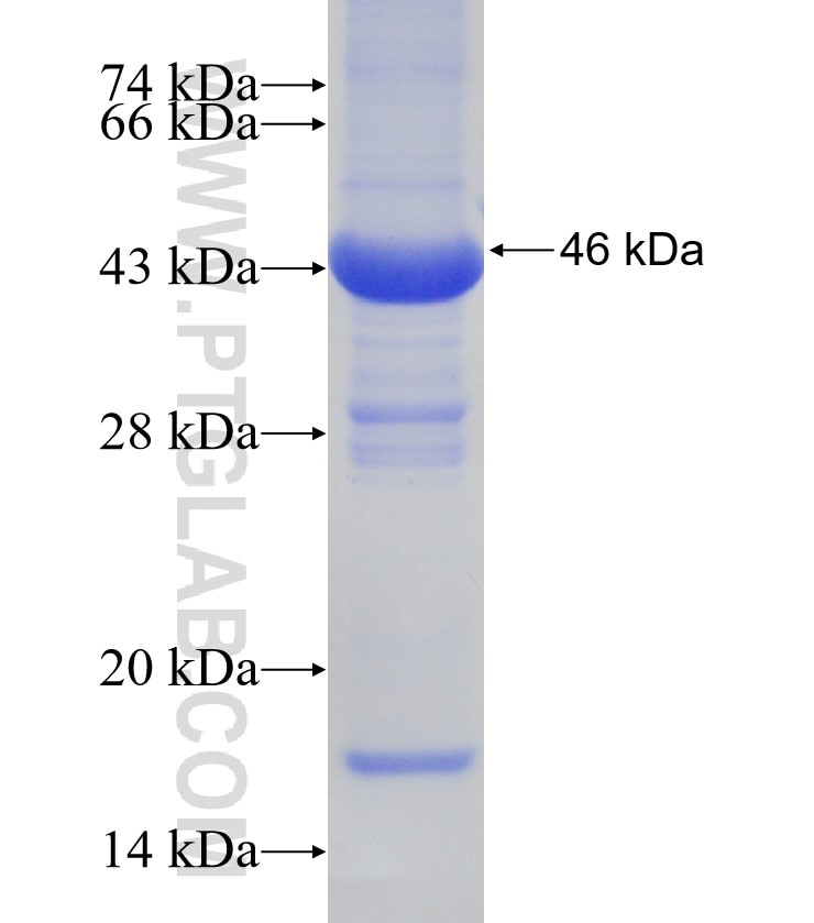 NPC2 fusion protein Ag13719 SDS-PAGE