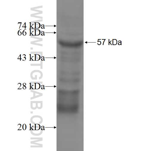 NPDC1 fusion protein Ag7534 SDS-PAGE