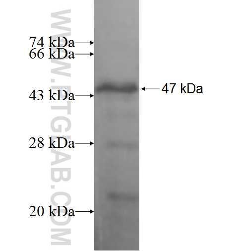 NPDC1 fusion protein Ag7569 SDS-PAGE