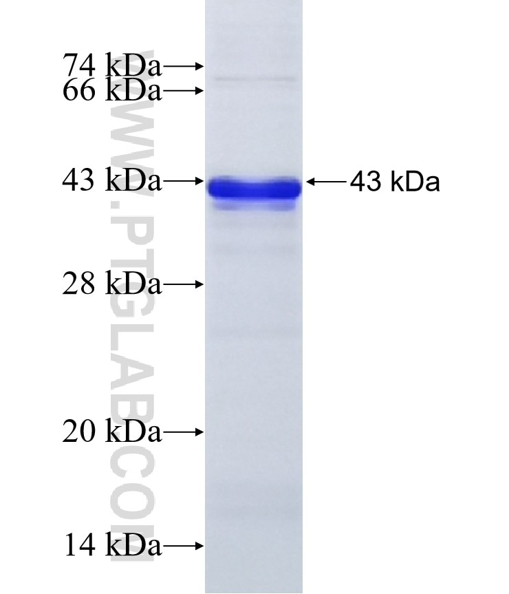 NPDC1 fusion protein Ag7569 SDS-PAGE