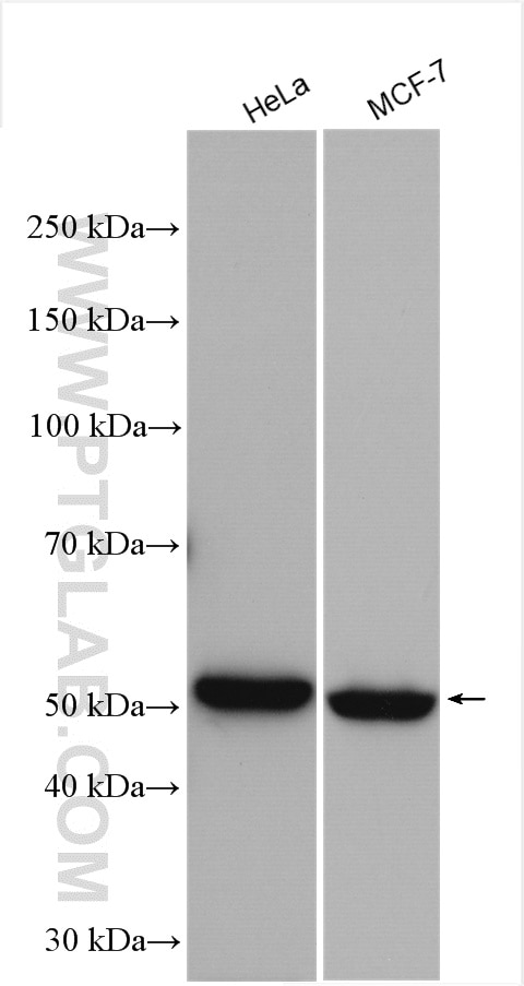 Western Blot (WB) analysis of various lysates using NPEPL1 Polyclonal antibody (17211-1-AP)