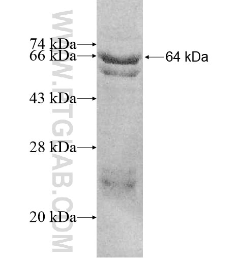 NPEPL1 fusion protein Ag10994 SDS-PAGE