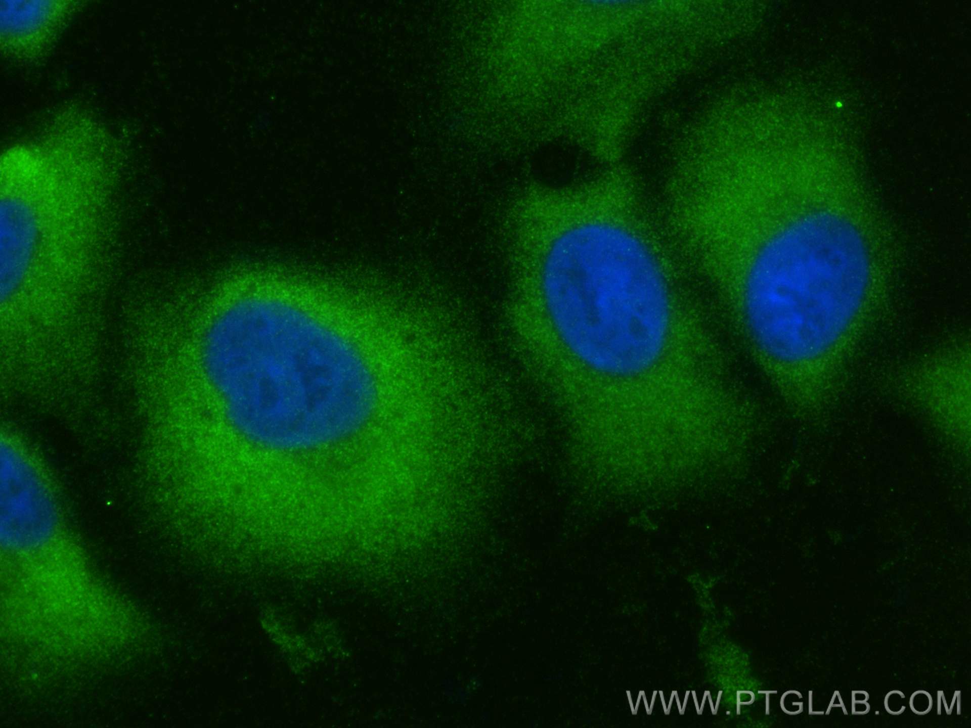 Immunofluorescence (IF) / fluorescent staining of A549 cells using NPEPPS Polyclonal antibody (31633-1-AP)