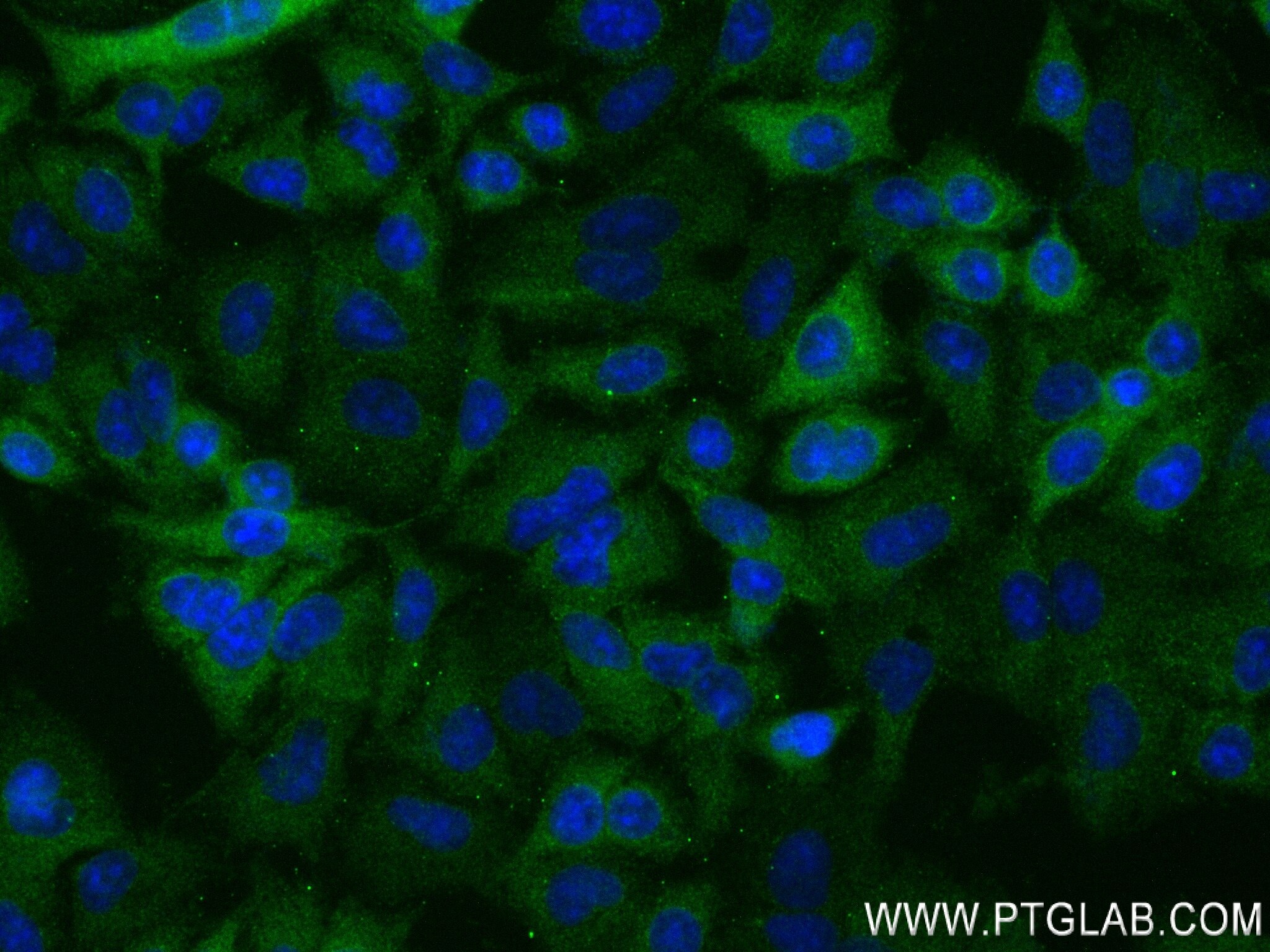 Immunofluorescence (IF) / fluorescent staining of A549 cells using NPEPPS Recombinant antibody (84230-5-RR)