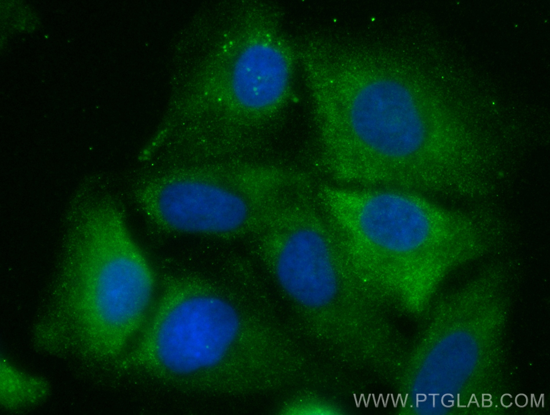 Immunofluorescence (IF) / fluorescent staining of A549 cells using CoraLite® Plus 488-conjugated NPEPPS Recombinant a (CL488-84230-5)