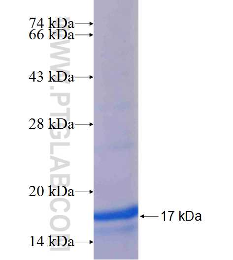 NPFF fusion protein Ag24839 SDS-PAGE