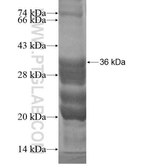 NPFFR1 fusion protein Ag20057 SDS-PAGE