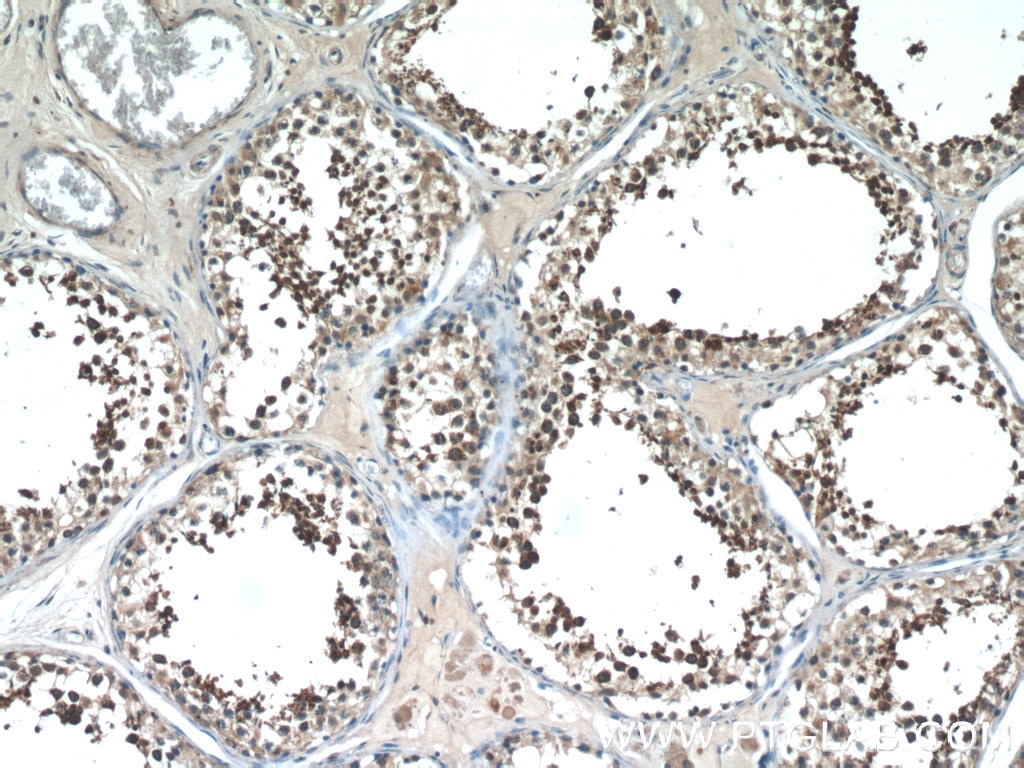 Immunohistochemistry (IHC) staining of human testis tissue using NPFFR2 Polyclonal antibody (19505-1-AP)
