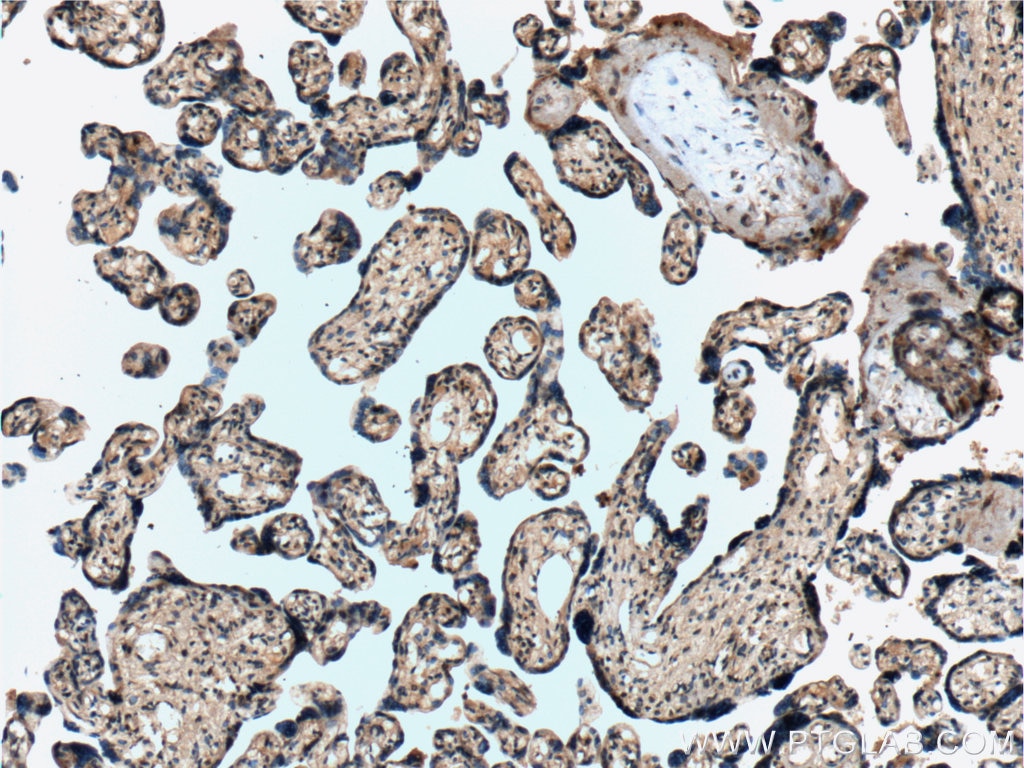 Immunohistochemistry (IHC) staining of human placenta tissue using NPFFR2 Polyclonal antibody (19505-1-AP)