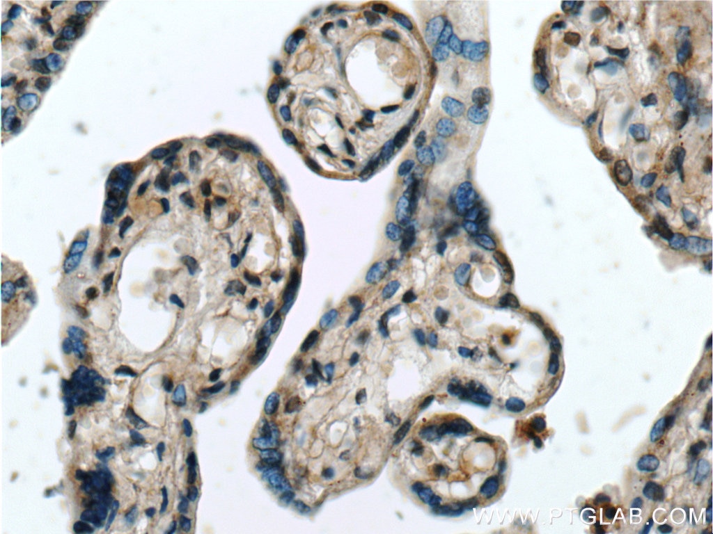 Immunohistochemistry (IHC) staining of human placenta tissue using NPFFR2 Polyclonal antibody (19505-1-AP)