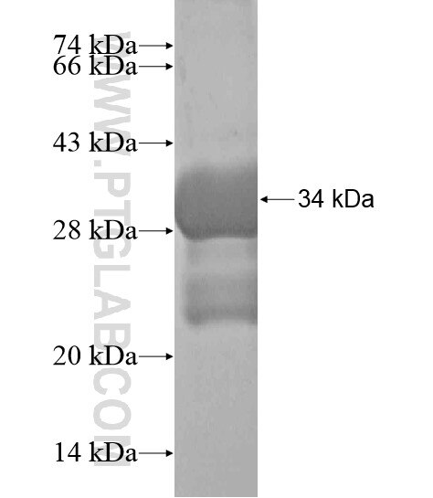 NPFFR2 fusion protein Ag20108 SDS-PAGE