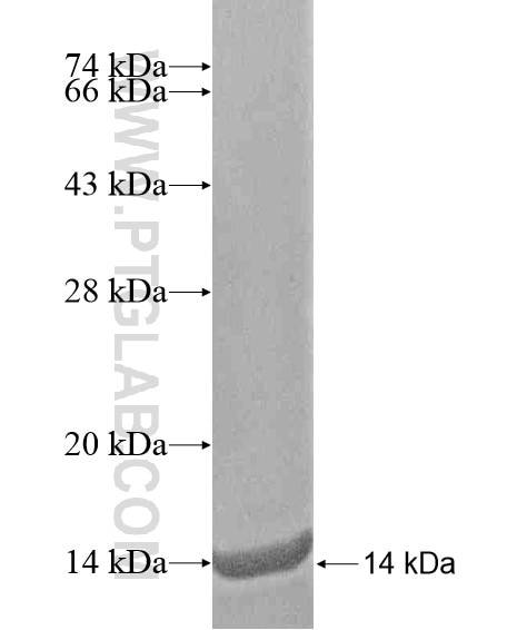 NPFFR2 fusion protein Ag20249 SDS-PAGE