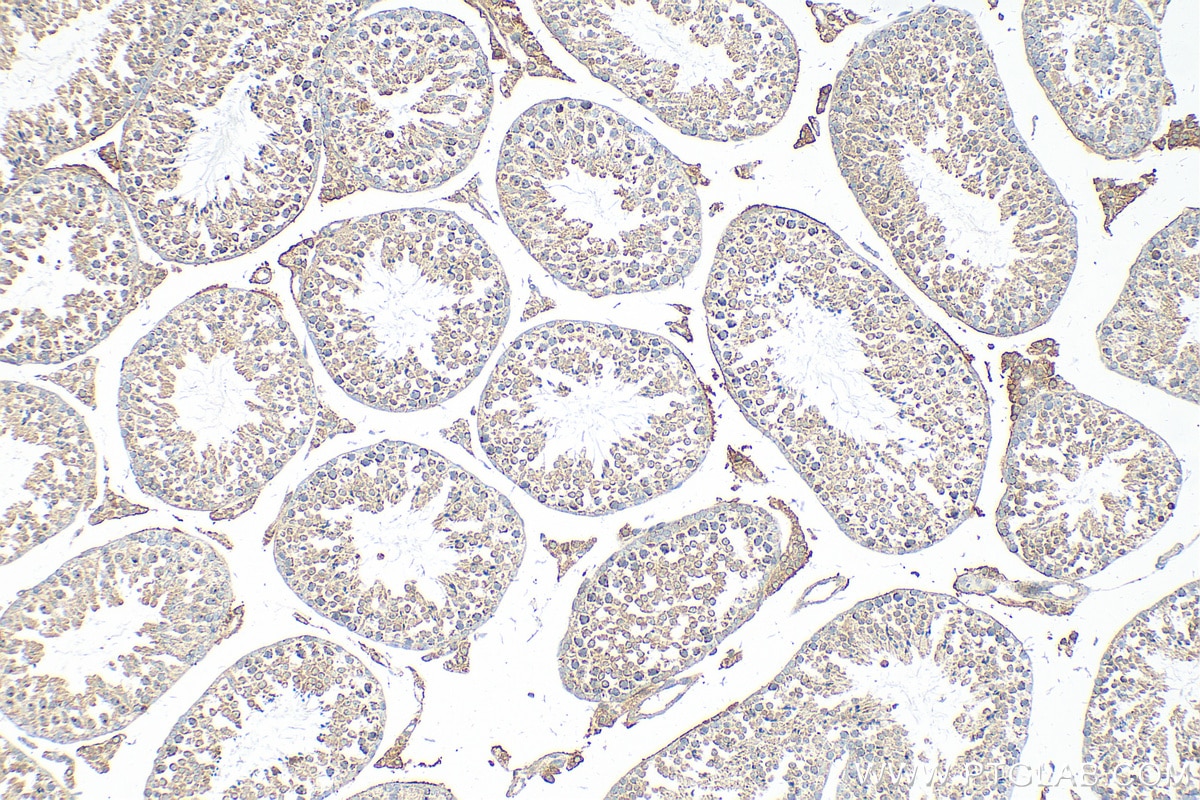 IHC staining of mouse testis using 25971-1-AP
