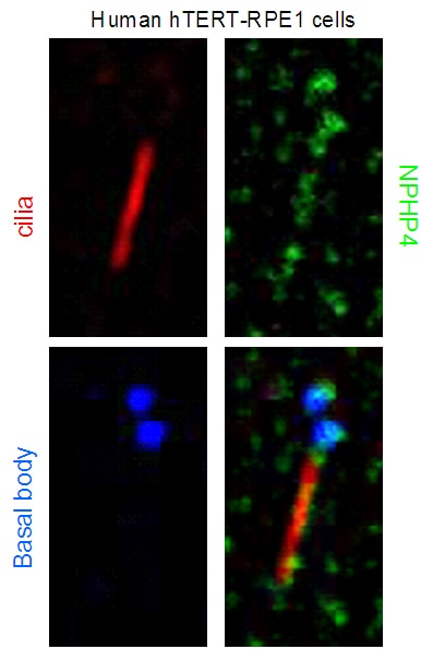 Immunofluorescence (IF) / fluorescent staining of hTERT-RPE1 cells using NPHP4 Polyclonal antibody (13812-1-AP)