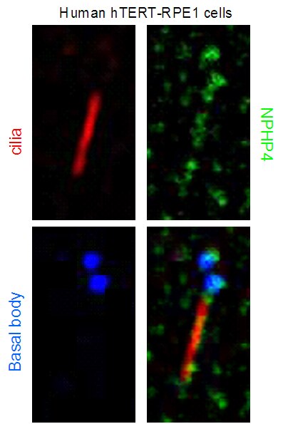 Immunofluorescence (IF) / fluorescent staining of hTERT-RPE1 cells using NPHP4 Polyclonal antibody (13812-1-AP)