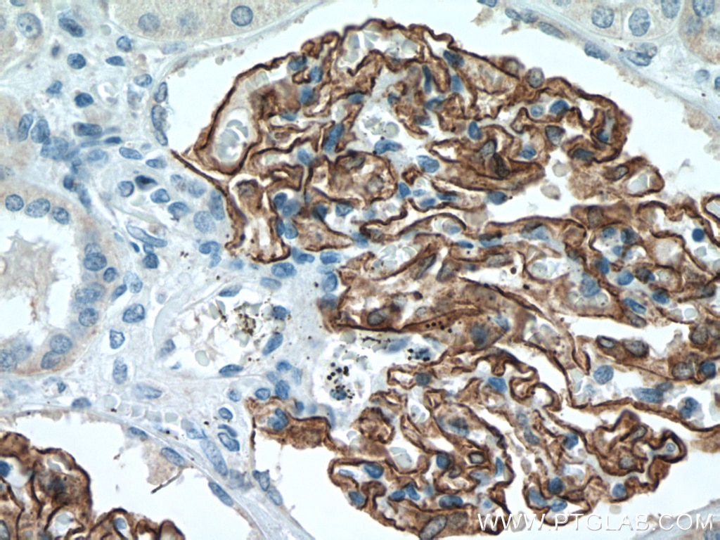 Immunohistochemistry (IHC) staining of human kidney tissue using Nephrin Monoclonal antibody (66970-1-Ig)