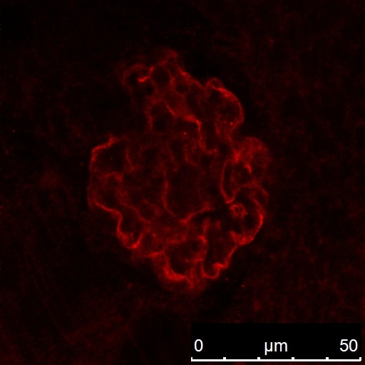 IF Staining of zebrafish embryos using 20384-1-AP