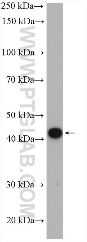 Western Blot (WB) analysis of rat kidney tissue using NPHS2 Polyclonal antibody (20384-1-AP)