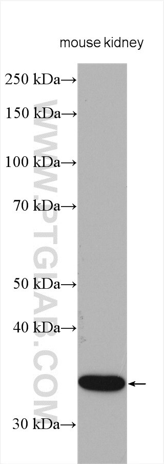 WB analysis using 16715-1-AP