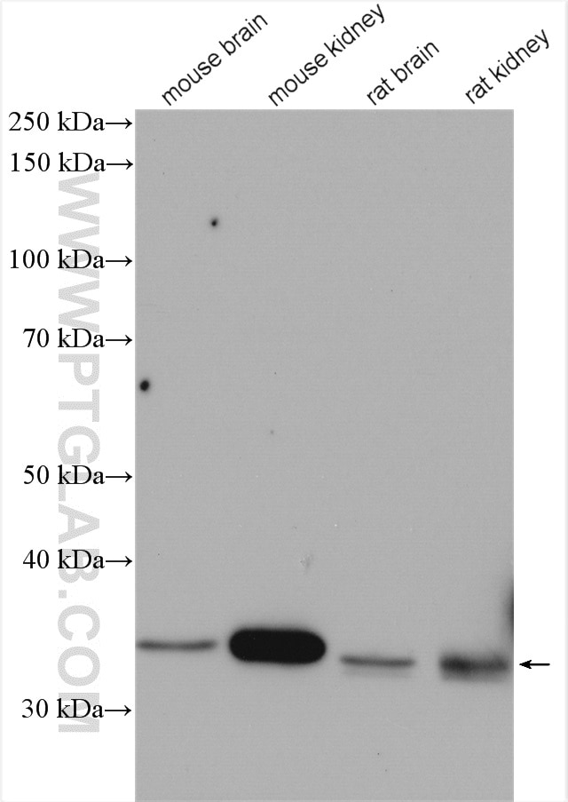 Western Blot (WB) analysis of various lysates using NPL Polyclonal antibody (16715-1-AP)